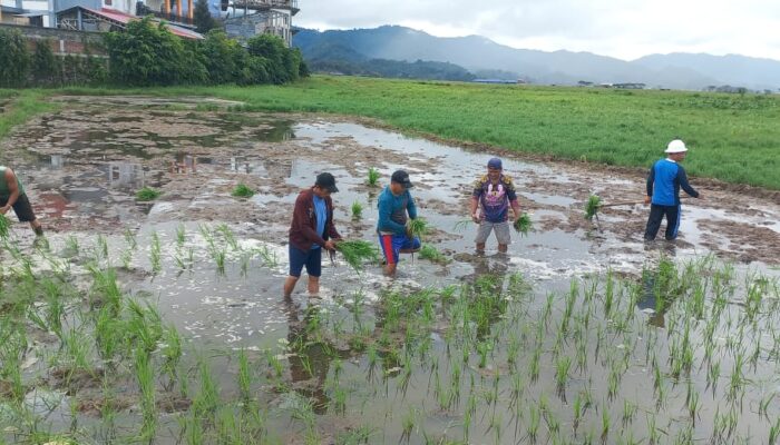 Dukung Asta Cita Presiden, Lewat Ketahanan Pangan, Warga Binaan Lapas Tondano Tanam Padi