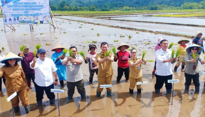 Wabup Sarundajang Dampingi Wagub Mailangkay Sambut Kementan RI dalam Program Gerakan Tanam Padi di Desa Touliang