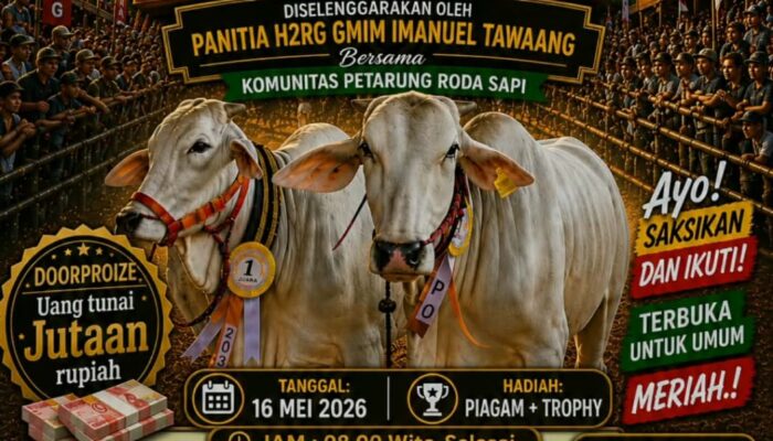 PANITIA H2RG GMIM IMANUEL TAWAANG GELAR KONTES SAPI 2026, LESTARIKAN TRADISI RODA SAPI MINAHASA