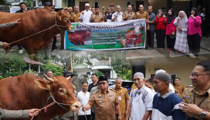 Jelang Hari Raya Kurban, Bupati Dondokambey Serahkan Sapi Kurban Bantuan Presiden Prabowo Subianto kepada Jemaah Masjid Imam Bonjol Pineleng