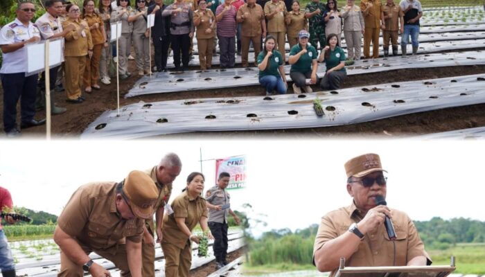 Tanam Cabai Rawit di Parepei, Bupati Dondokambey: Ini Upaya Jaga Stabilitas Harga