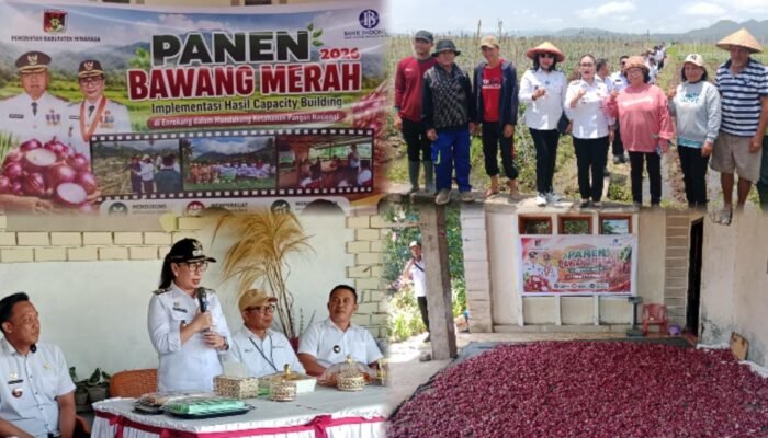 PANEN BAWANG MERAH DI LANGOWAN, WABUP VASUNG: KABUPATEN MINAHASA DORONG JADI SENTRA PERTANIAN